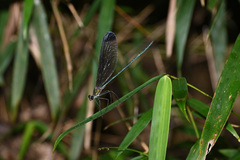 Atrocalopteryx melli