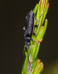 Afronycha albolateralis