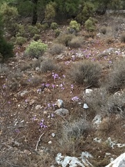 Colchicum macrophyllum