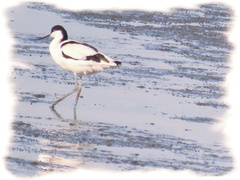 Recurvirostra avosetta