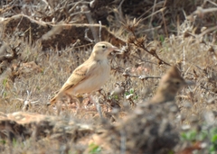 Calandrella brachydactyla