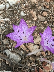 Colchicum macrophyllum