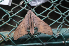 Marumba cristata