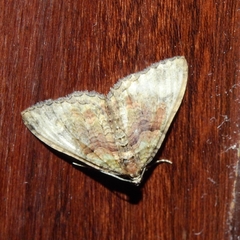 Catarhoe basochesiata