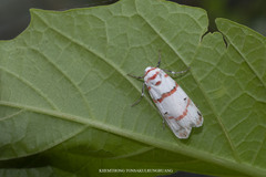 Cyana pseudojavanica