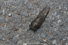 Cryptotympana aquila