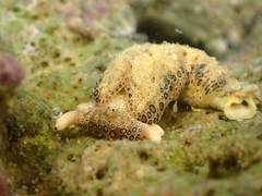 Plakobranchus ocellatus