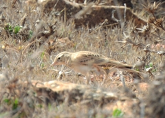Calandrella brachydactyla