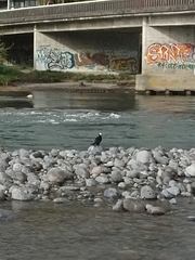 Microcarbo melanoleucos brevirostris