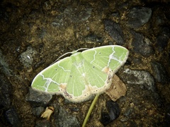 Comibaena nigromacularia