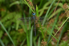 Polycanthagyna ornithocephala