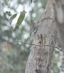 Cormobates leucophaea