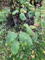 Ulmus