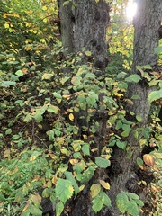 Ulmus