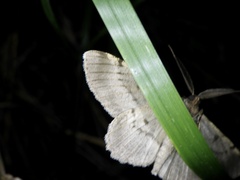 Hypomecis punctinalis conferenda