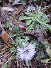 Globularia cordifolia