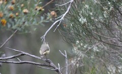 Acanthiza reguloides