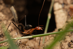 Leptomyrmex varians