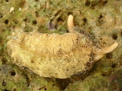Plakobranchus ocellatus