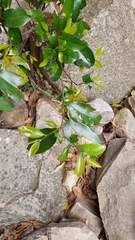 Huberantha nitidissima