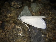 Scirpophaga excerptalis