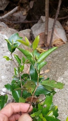 Huberantha nitidissima