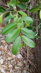 Loeseneriella barbata