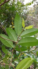 Loeseneriella barbata