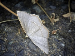 Plesiomorpha flaviceps