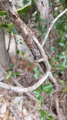 Loeseneriella barbata