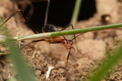 Leptomyrmex varians