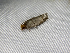 Eucoenogenes ancyrota