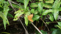 Cirrochroa tyche mithila
