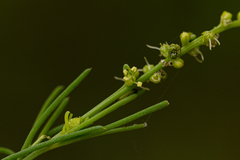 Lophiocarpus tenuissimus image