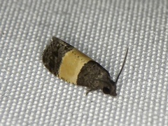 Epinotia bicolor