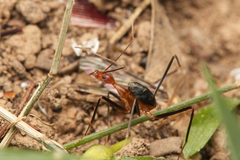 Leptomyrmex varians