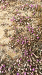 Lampranthus debilis