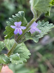 Glechoma hederacea