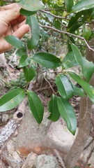 Huberantha nitidissima