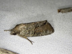 Bryophila granitalis