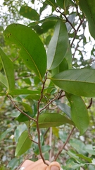Huberantha nitidissima