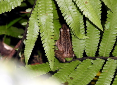 Indosylvirana nicobariensis