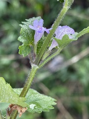 Glechoma hederacea