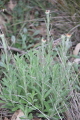 Coronidium scorpioides