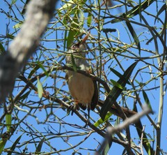 Malurus