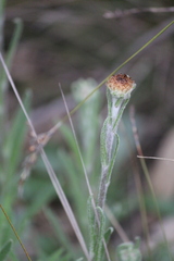 Coronidium scorpioides