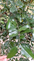 Huberantha nitidissima