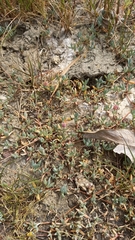 Lampranthus debilis