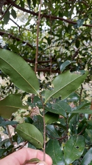 Huberantha nitidissima