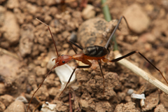 Leptomyrmex varians